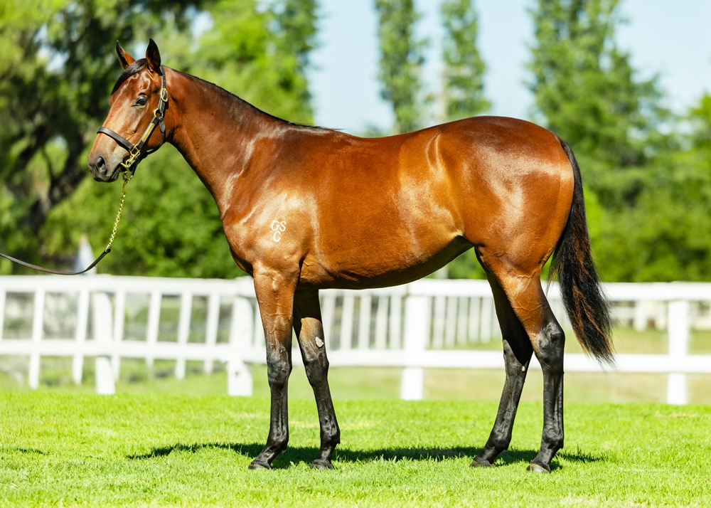 Wild Ruler (AUS) / Quiet Meadow (USA) 2024 Filly - Image 1