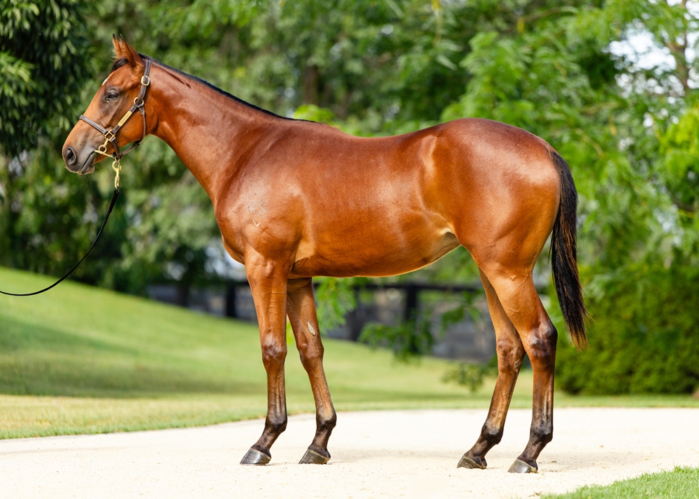 State of Rest (IRE) / Wholesome Delight (AUS) 2024 Filly - Image 1