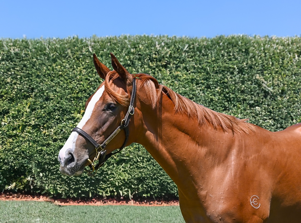 In the Congo (AUS) / Polite Applause (NZ) 2024 Filly - Image 2