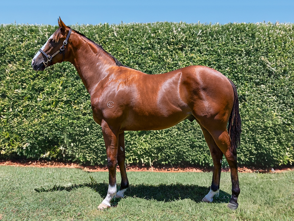 Stronger (AUS) / Prickles (AUS) 2024 Colt - Image 1