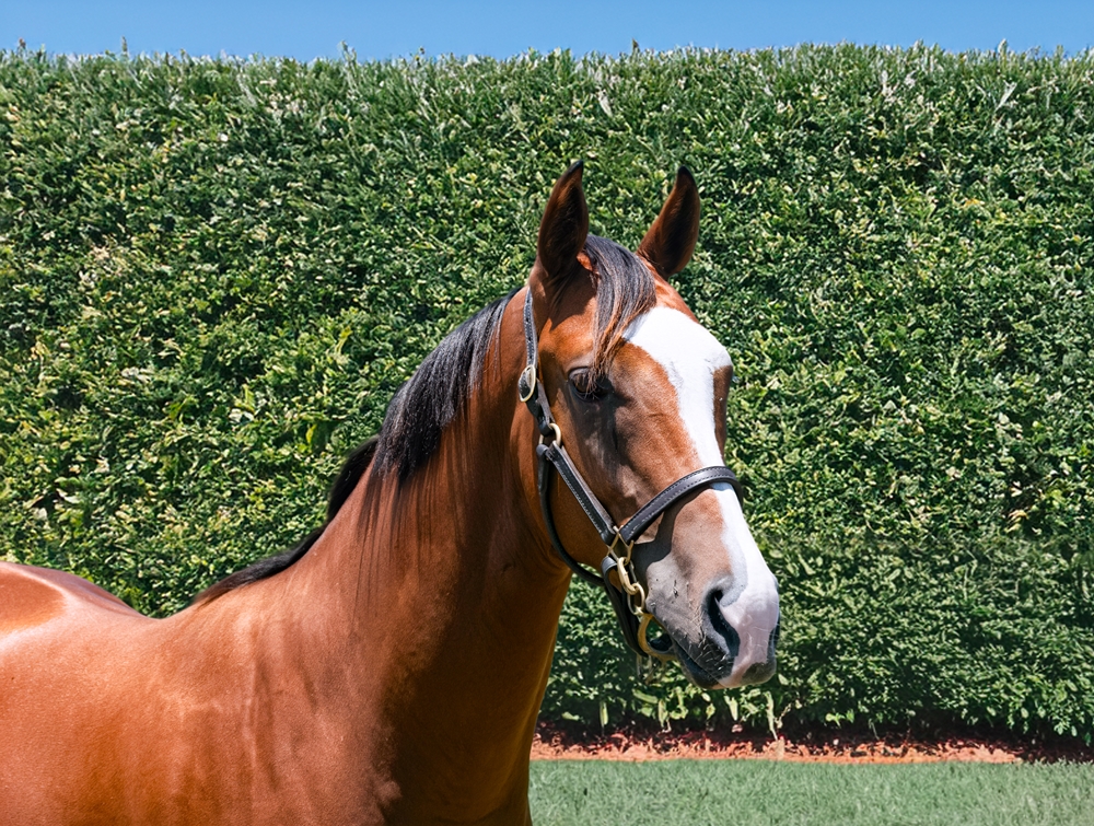 Stronger (AUS) / Prickles (AUS) 2024 Colt - Image 2