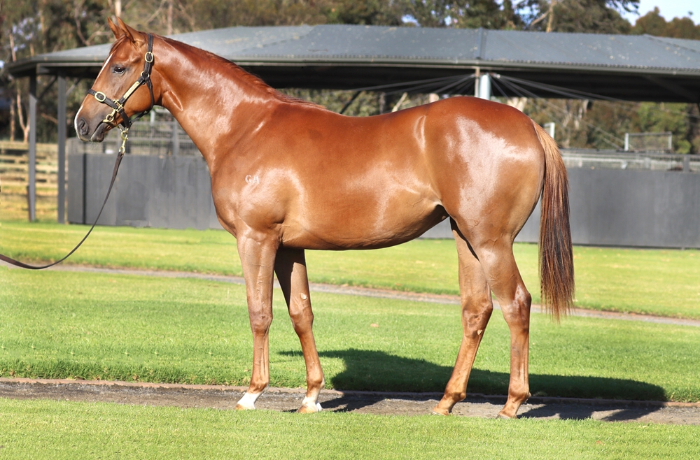 Bivouac (AUS) / Free Thrills (AUS) 2024 Filly - Image 1