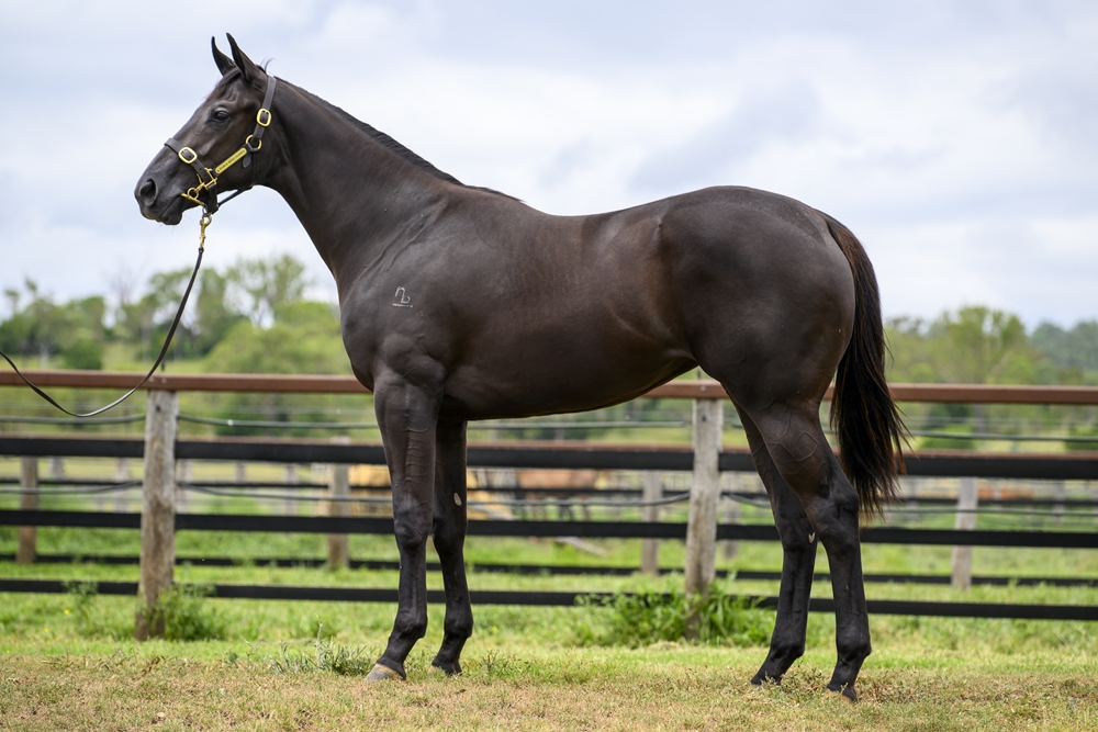 Tassort (AUS) / Elle Effess (NZ) 2024 Filly - Image 1
