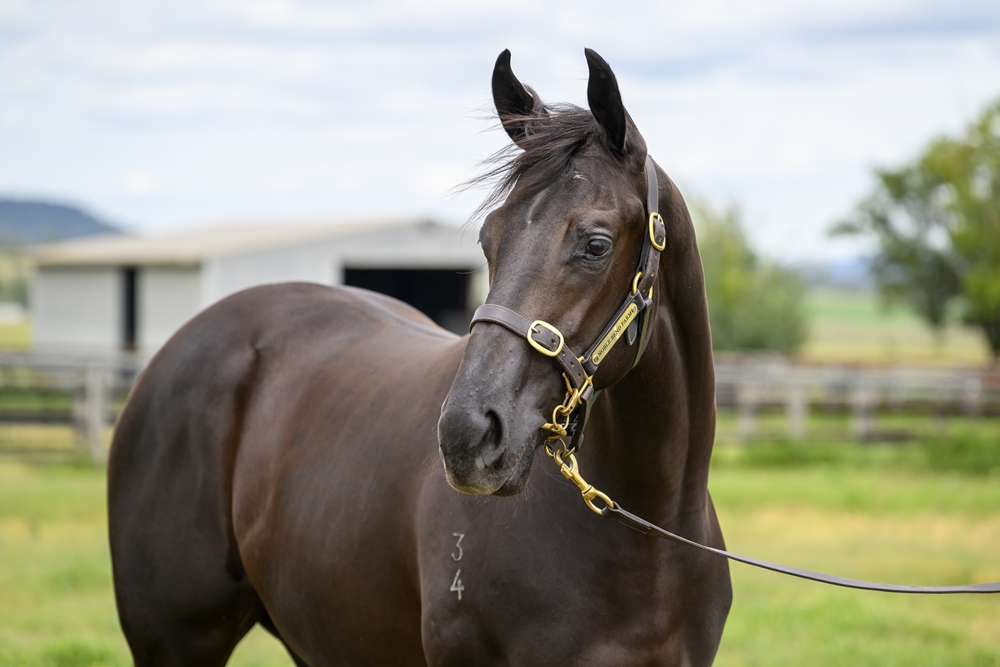 Tassort (AUS) / Elle Effess (NZ) 2024 Filly - Image 2