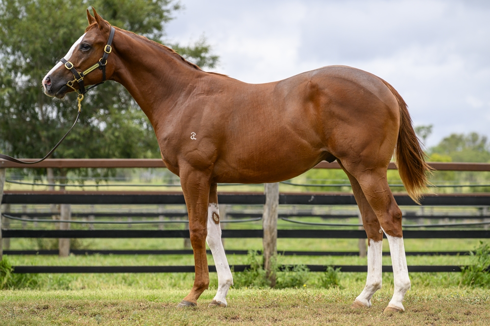 Rubick (AUS) / Mitta Mary (AUS) 2024 Colt - Image 1