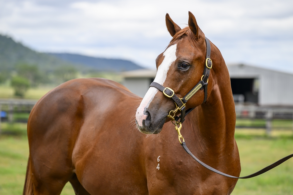 Rubick (AUS) / Mitta Mary (AUS) 2024 Colt - Image 2