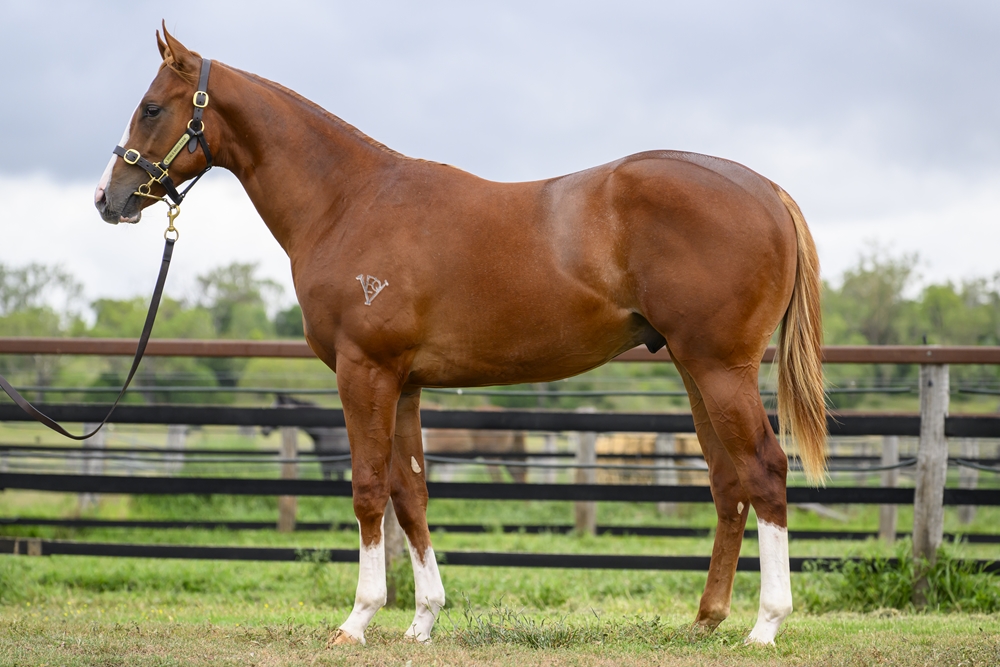 Stronger (AUS) / Pichon (AUS) 2024 Colt - Image 1