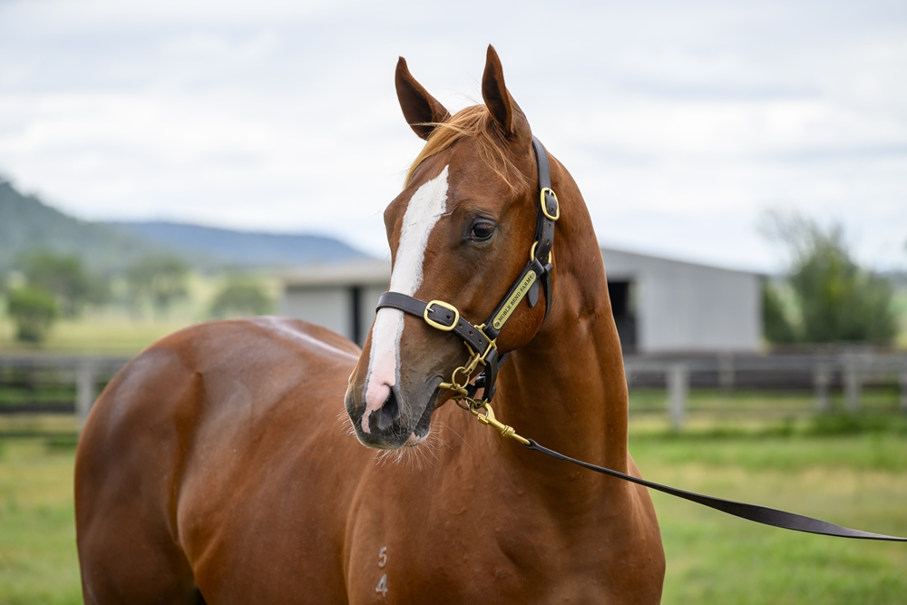 Stronger (AUS) / Pichon (AUS) 2024 Colt - Image 2