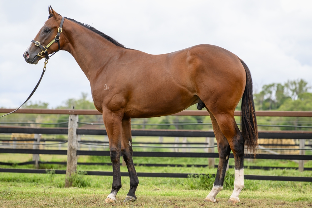 Barbaric (AUS) / Underwrite (AUS) 2024 Colt - Image 1