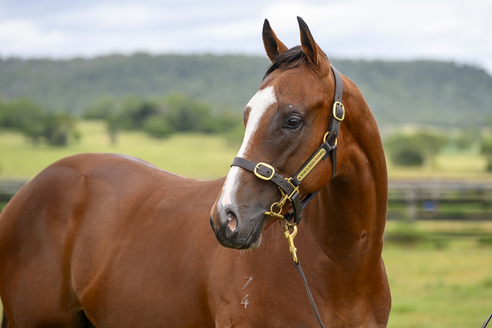 Barbaric (AUS) / Underwrite (AUS) 2024 Colt - Image 2