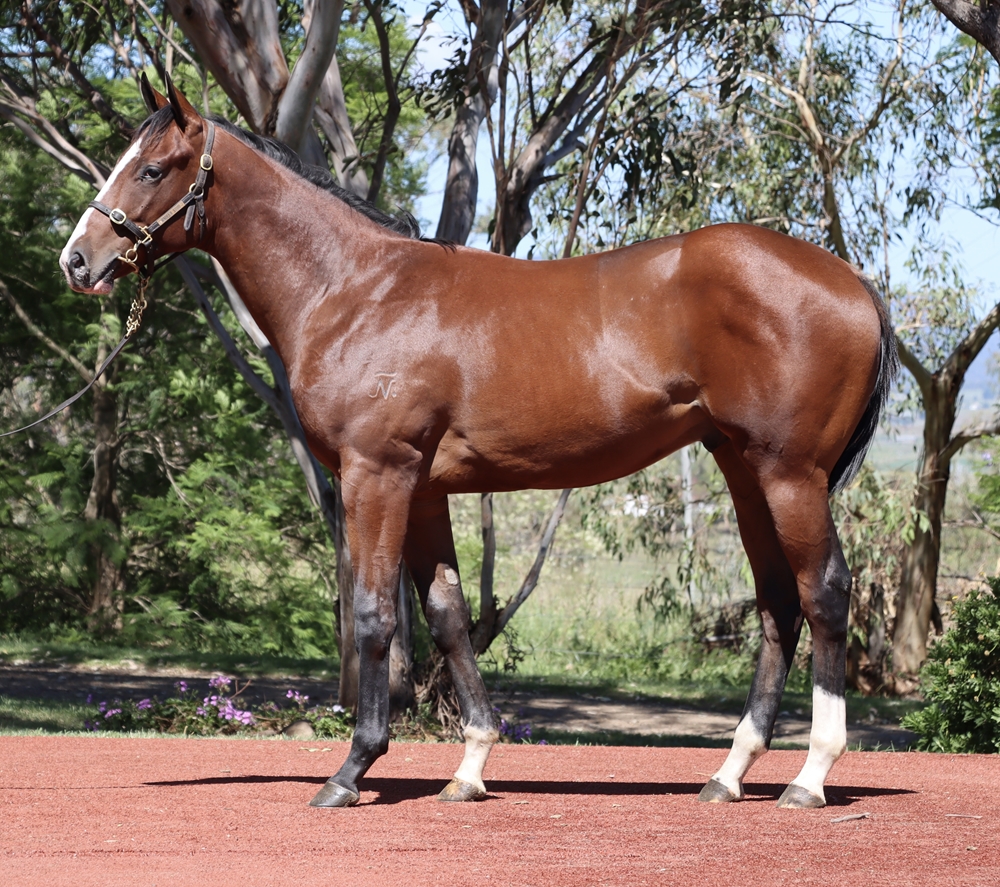 Jacquinot (AUS) / Sandrelli (AUS) 2024 Colt - Image 1