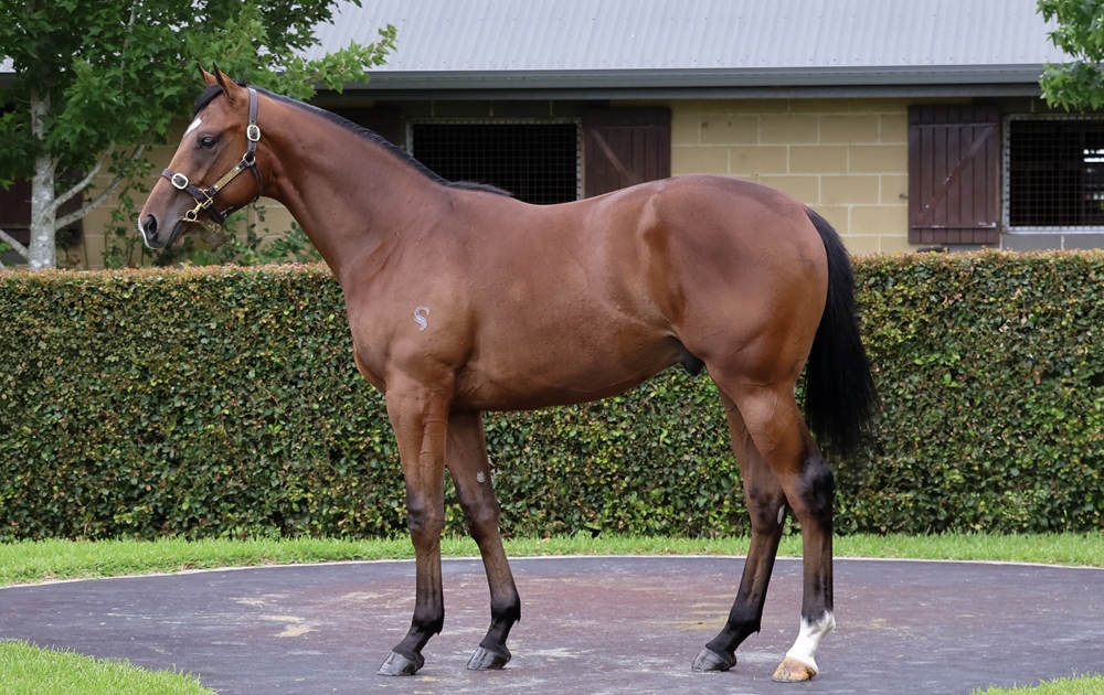 Brave Smash (JPN) / Avalon Girl (IRE) 2024 Colt - Image 1