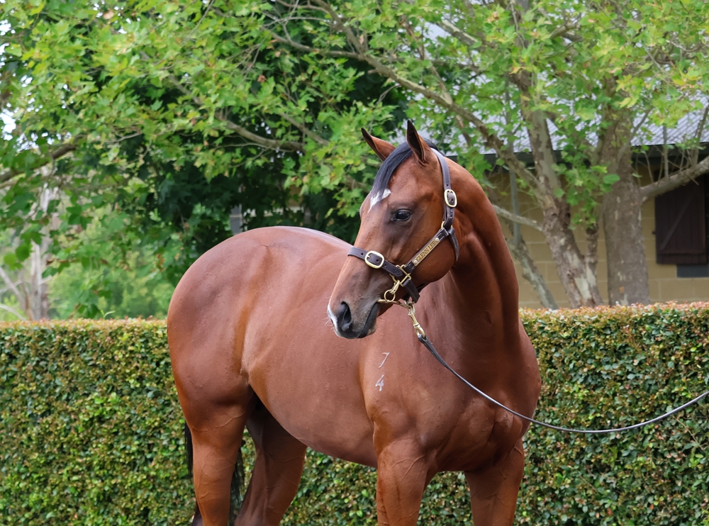 Brave Smash (JPN) / Avalon Girl (IRE) 2024 Colt - Image 2