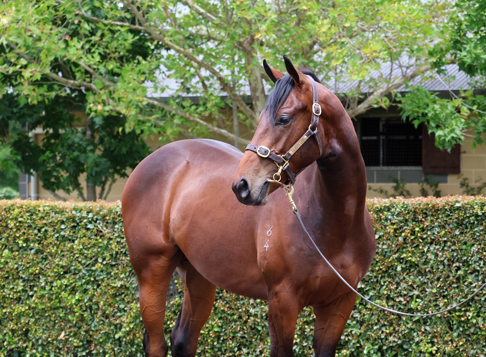 Hellbent (AUS) / Romany Rocks (AUS) 2024 Colt - Image 2