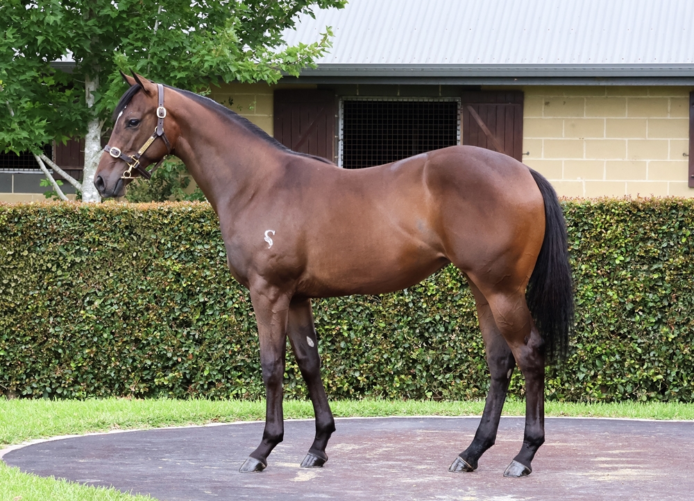 Pierro (AUS) / Poetic Harmony (AUS) 2024 Filly - Image 1