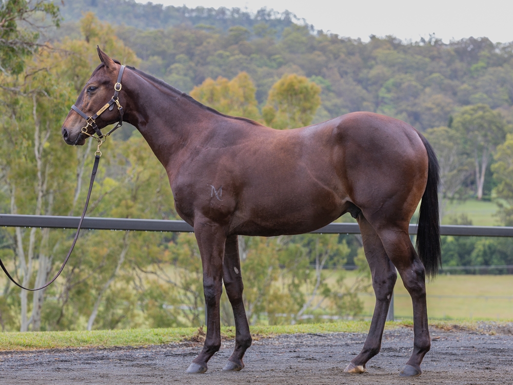 Spirit of Boom (AUS) / Compliant (AUS) 2024 Colt - Image 1