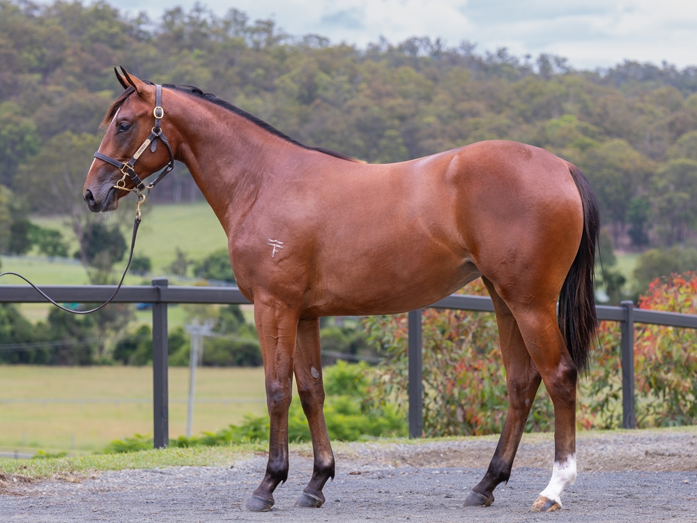 Victor Ludorum (GB) / Tones (AUS) 2024 Filly - Image 1