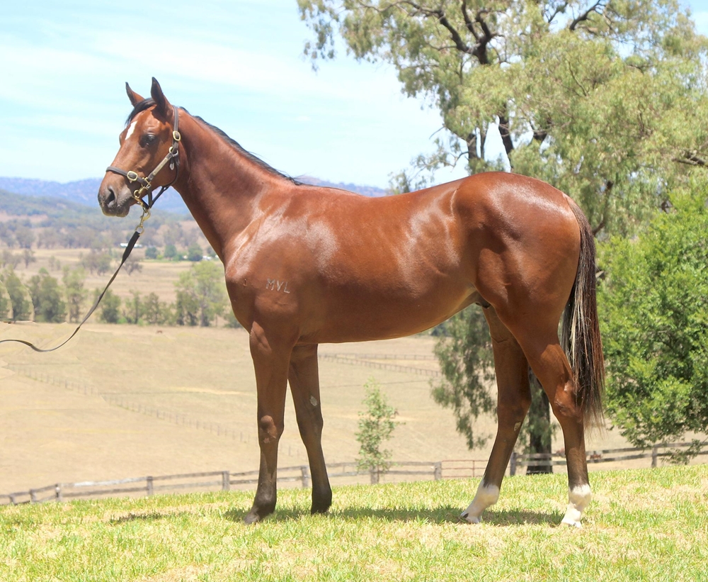 Bivouac (AUS) / Elliptical Orbit (USA) 2024 Colt - Image 1