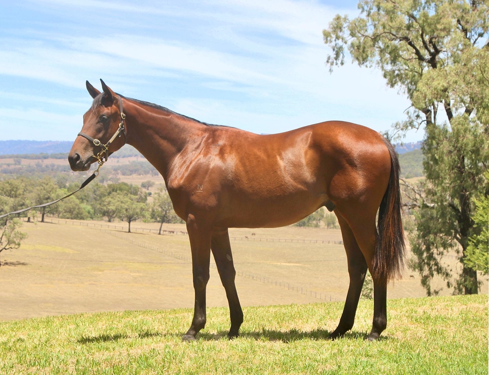 Stay Inside (AUS) / Emotional Moment (GB) 2024 Colt - Image 1