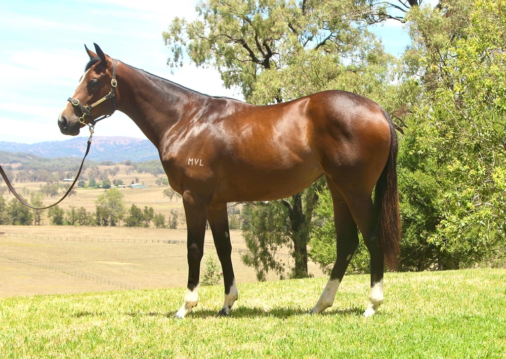 Hellbent (AUS) / Hold on Tight (NZ) 2024 Filly - Image 1