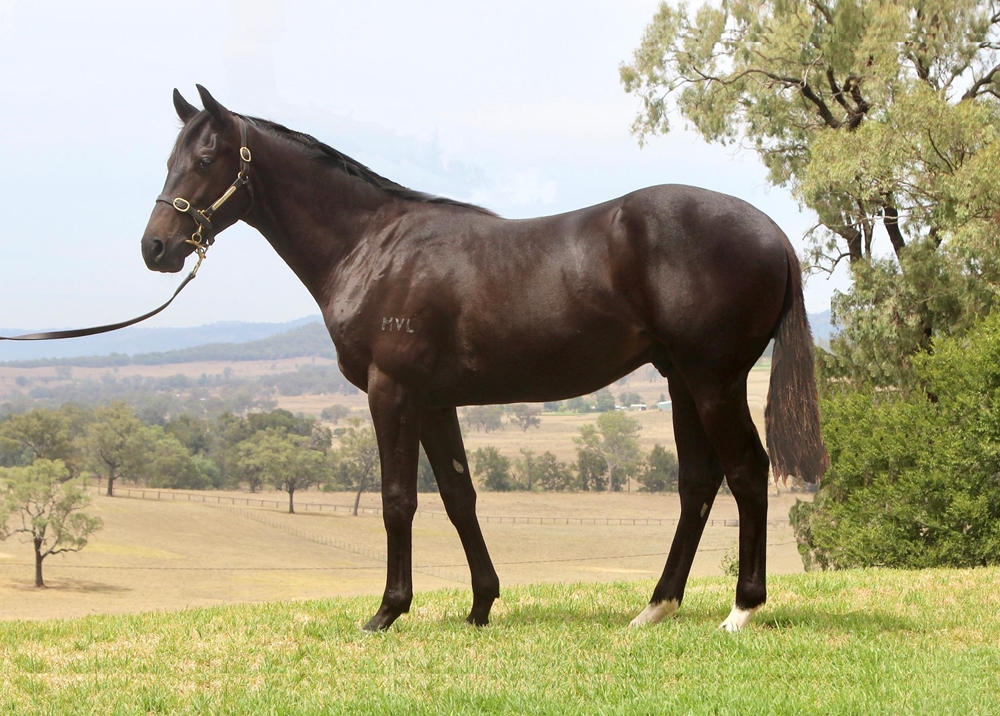 Brutal (NZ) / Honey Blossom (AUS) 2024 Colt - Image 1