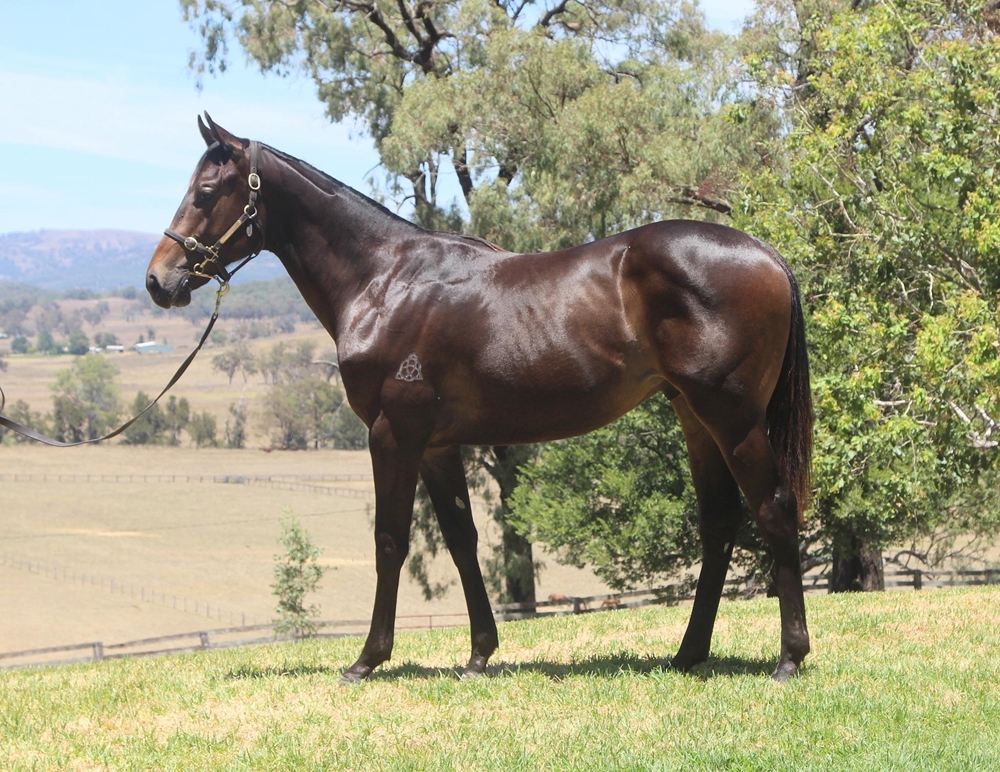 Wootton Bassett (GB) / Moonboat (AUS) 2024 Colt - Image 1