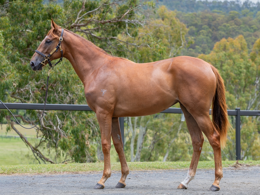 Profiteer (AUS) / Global Dance (IRE) 2024 Filly - Image 1