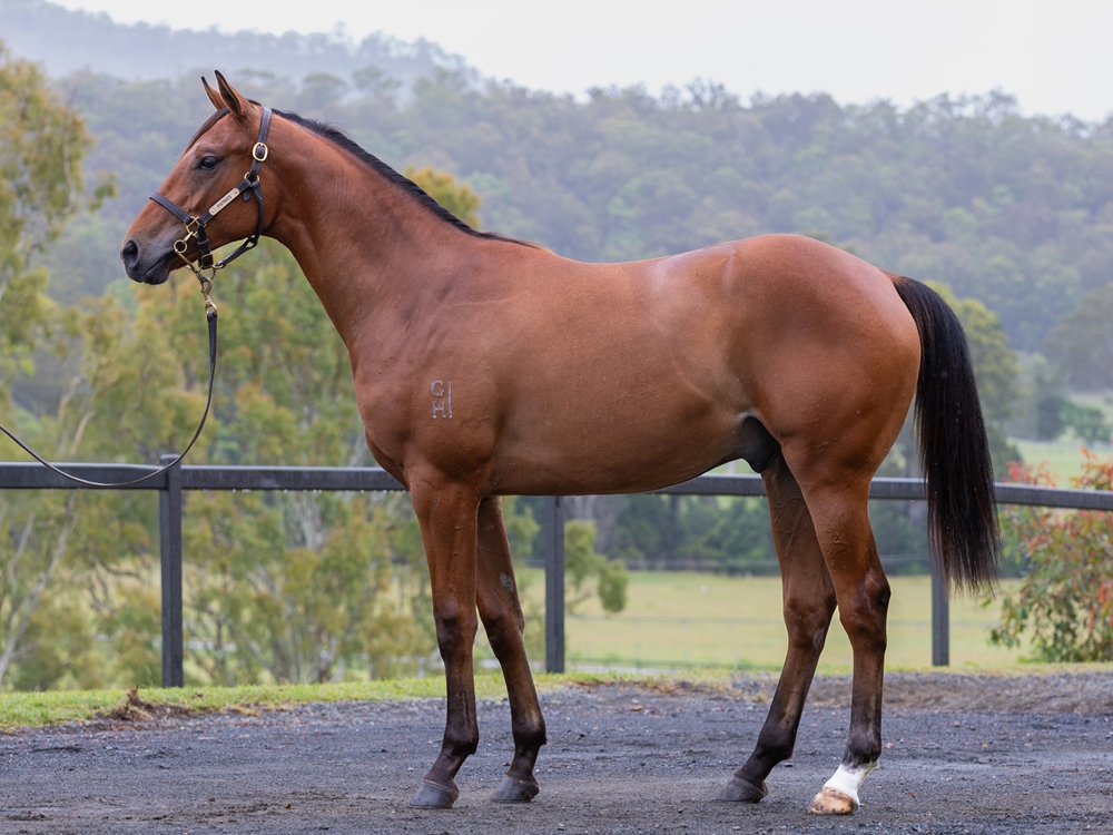 Ole Kirk (AUS) / La Cabana (NZ) 2024 Colt - Image 1