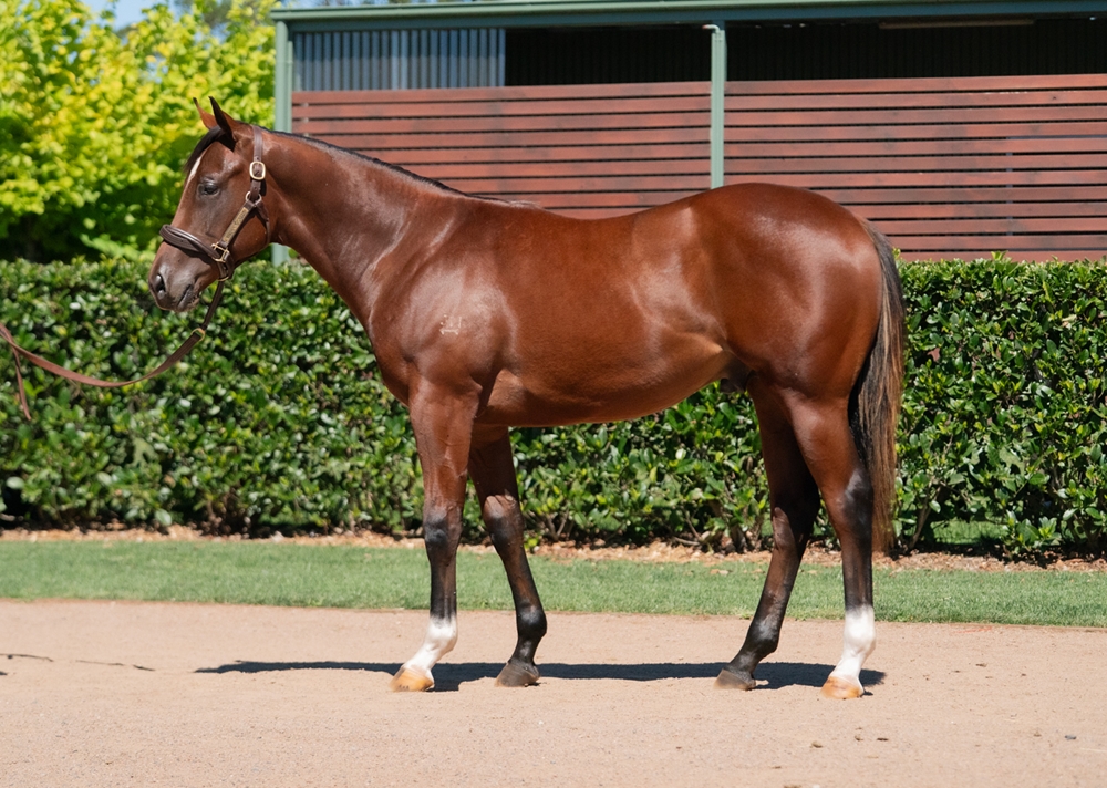 Toronado (IRE) / Eclair (USA) 2024 Colt - Image 1