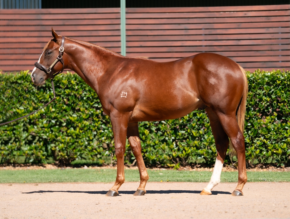Snitzel (AUS) / Embrace Me (NZ) 2024 Colt - Image 1