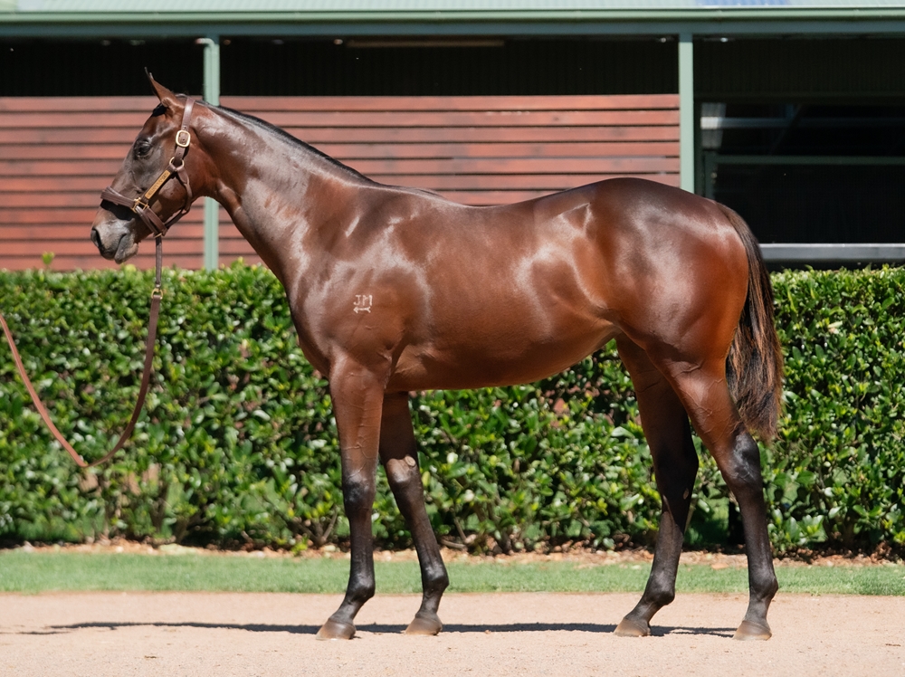 Zoustar (AUS) / Exo Lady (AUS) 2024 Filly - Image 1