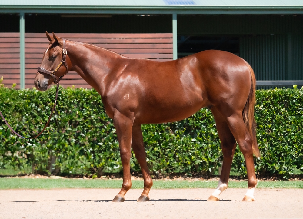 Anamoe (AUS) / Luqyaa (AUS) 2024 Colt - Image 1