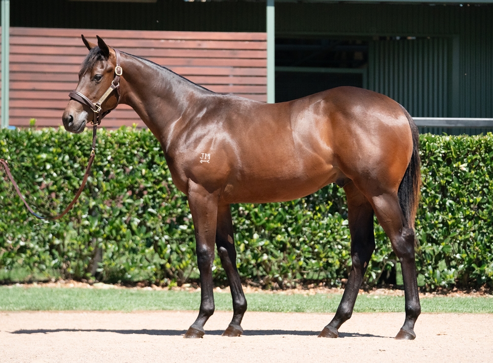 Stay Inside (AUS) / Spectacle (AUS) 2024 Colt - Image 1