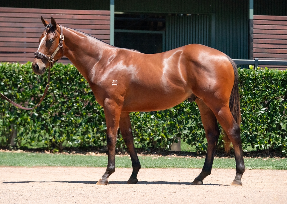 Hellbent (AUS) / Tatiara (AUS) 2024 Colt - Image 1