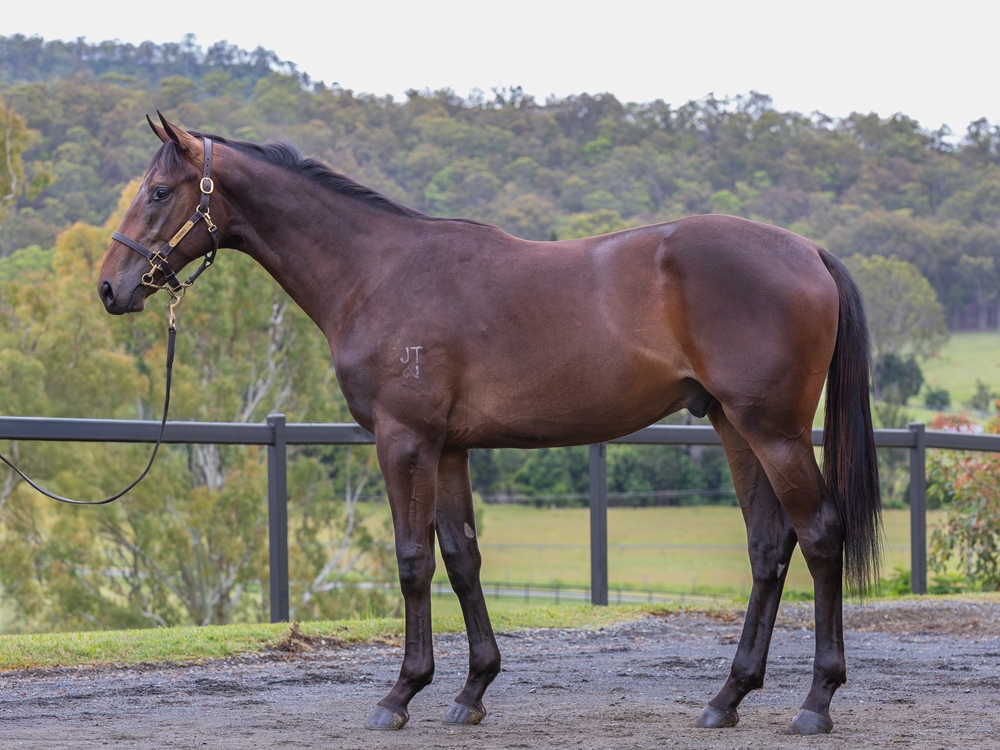 Portland Sky (AUS) / Call Me Tilly (AUS) 2024 Colt - Image 1