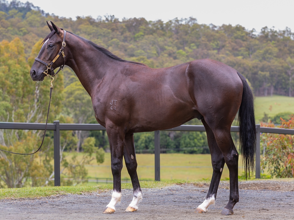 Trapeze Artist (AUS) / Dare to Dance (NZ) 2024 Colt - Image 1