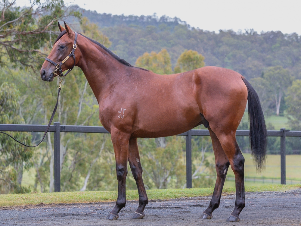 Pride of Dubai (AUS) / Laelaps (AUS) 2024 Colt - Image 1