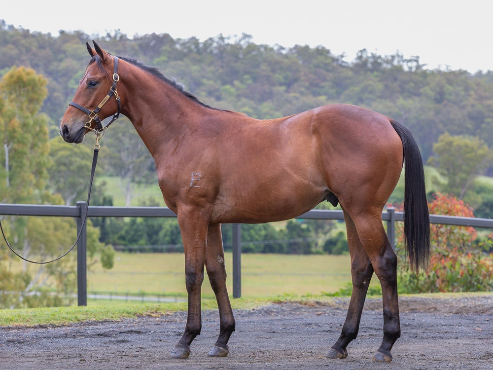 Acrobat (AUS) / Last Ace (AUS) 2024 Colt - Image 1