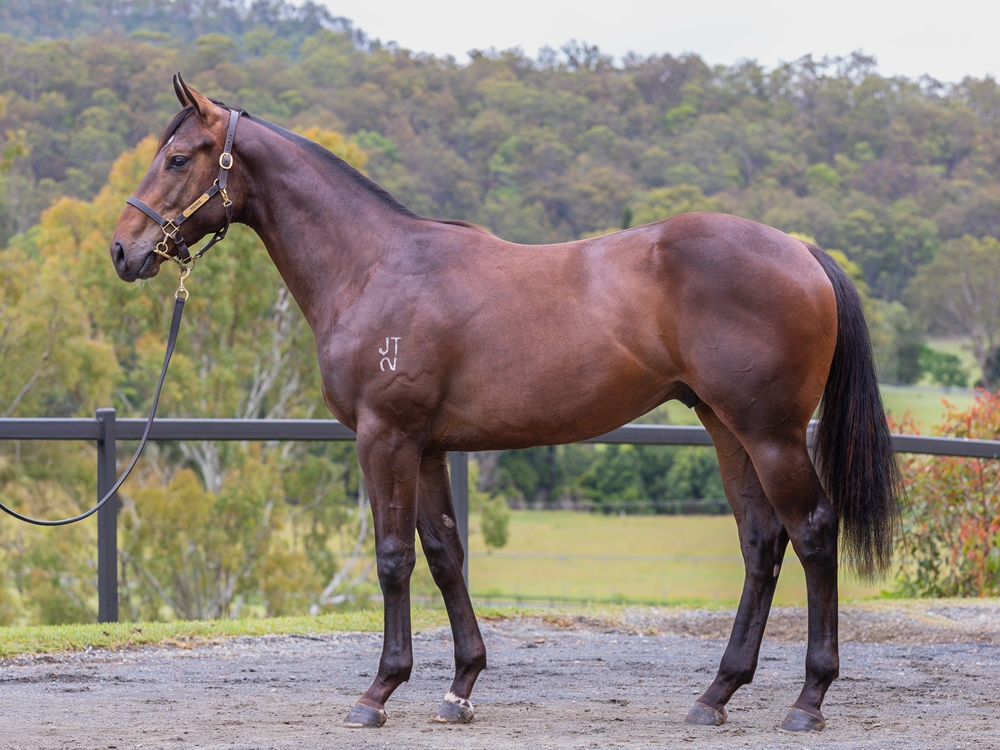 Zousain (AUS) / Leap Lively (AUS) 2024 Colt - Image 1
