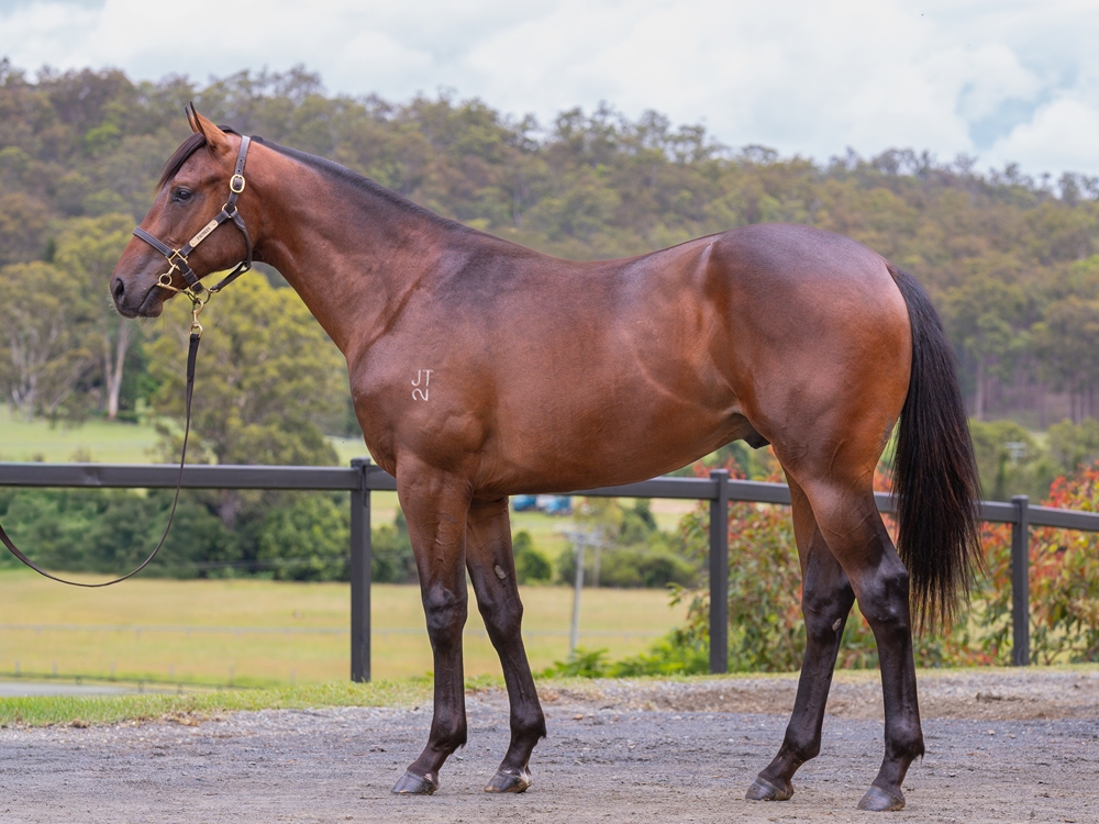 Anders (AUS) / Quenya (AUS) 2024 Colt - Image 1