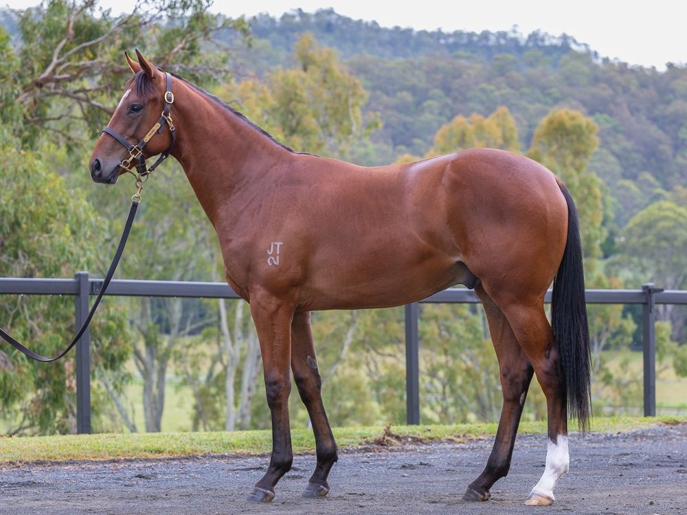 Best of Bordeaux (AUS) / Sebring Dream (AUS) 2024 Colt - Image 1