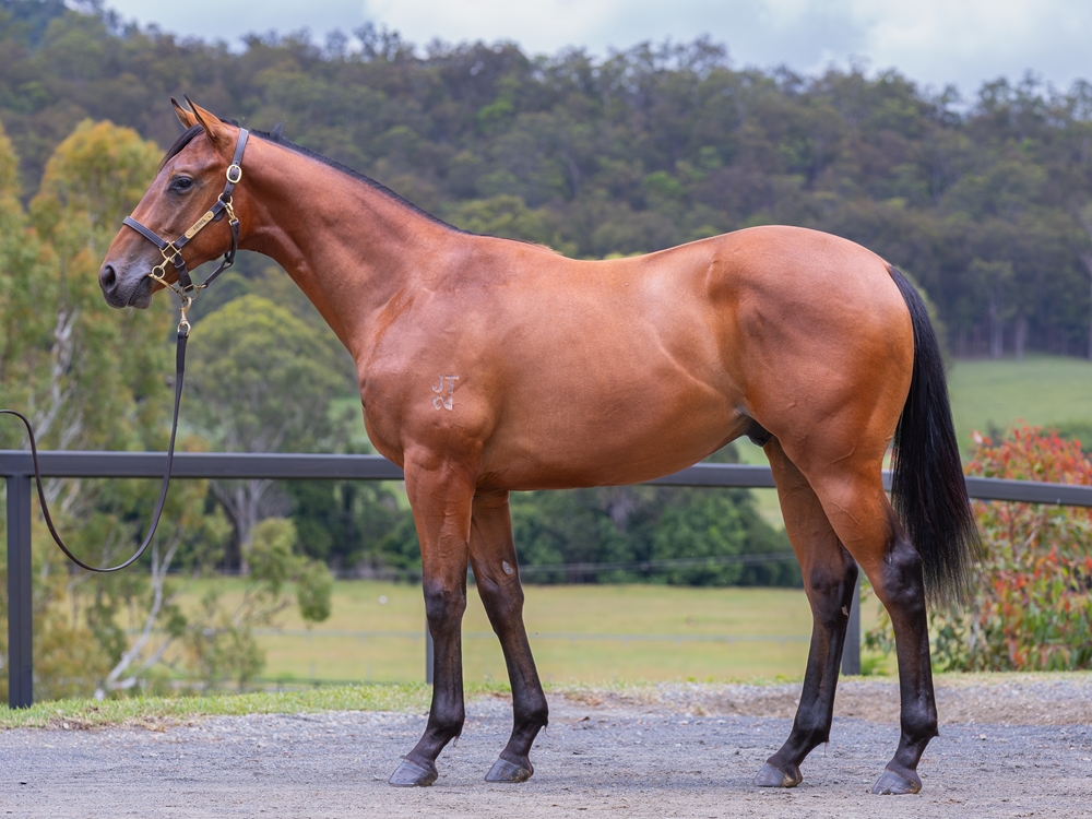 Portland Sky (AUS) / Winter (AUS) 2024 Colt - Image 1