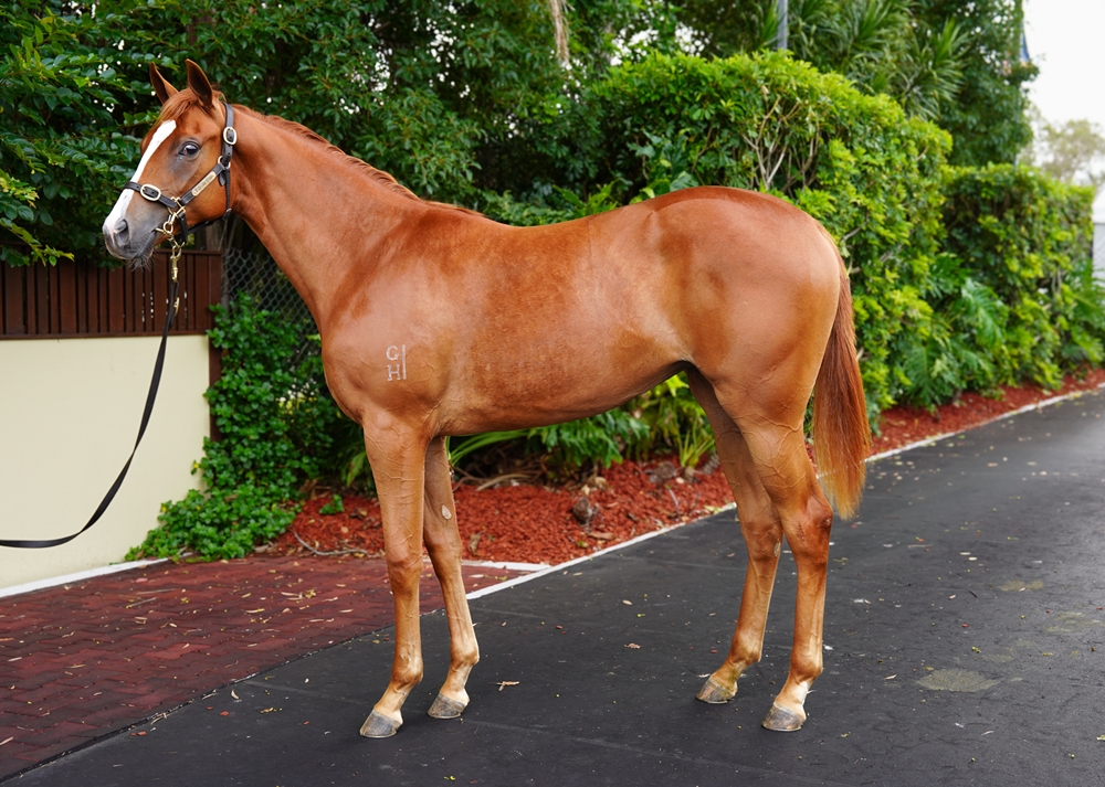 Russian Revolution (AUS) / Perfect Impression (AUS) 2024 Filly - Image 1