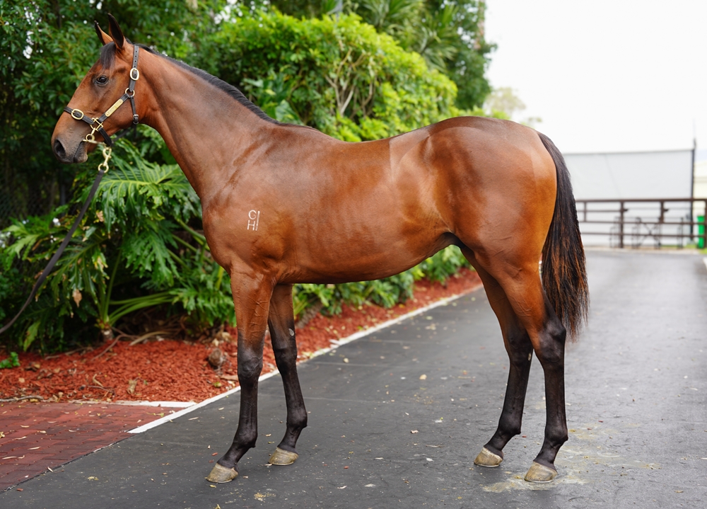 Tarzino (NZ) / Illuminates (AUS) 2024 Colt - Image 1