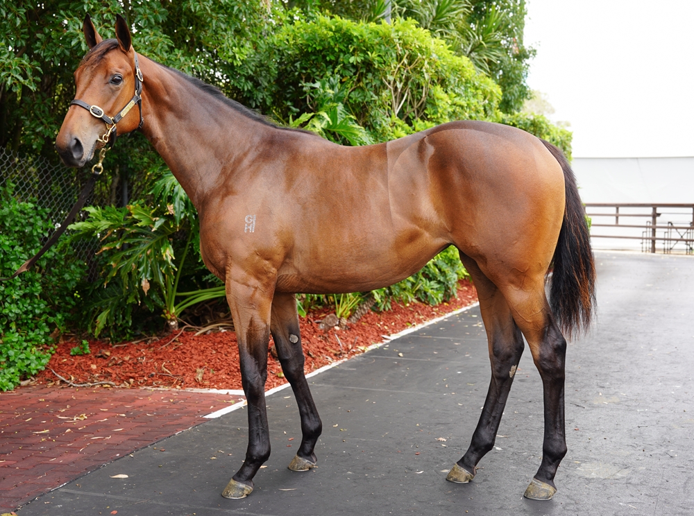 Tarzino (NZ) / Sevastopol (AUS) 2024 Filly - Image 1