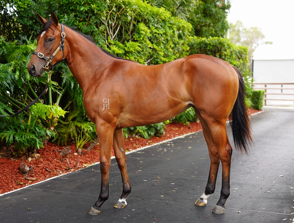 Toronado (IRE) / Vigoureux (NZ) 2024 Filly - Image 1