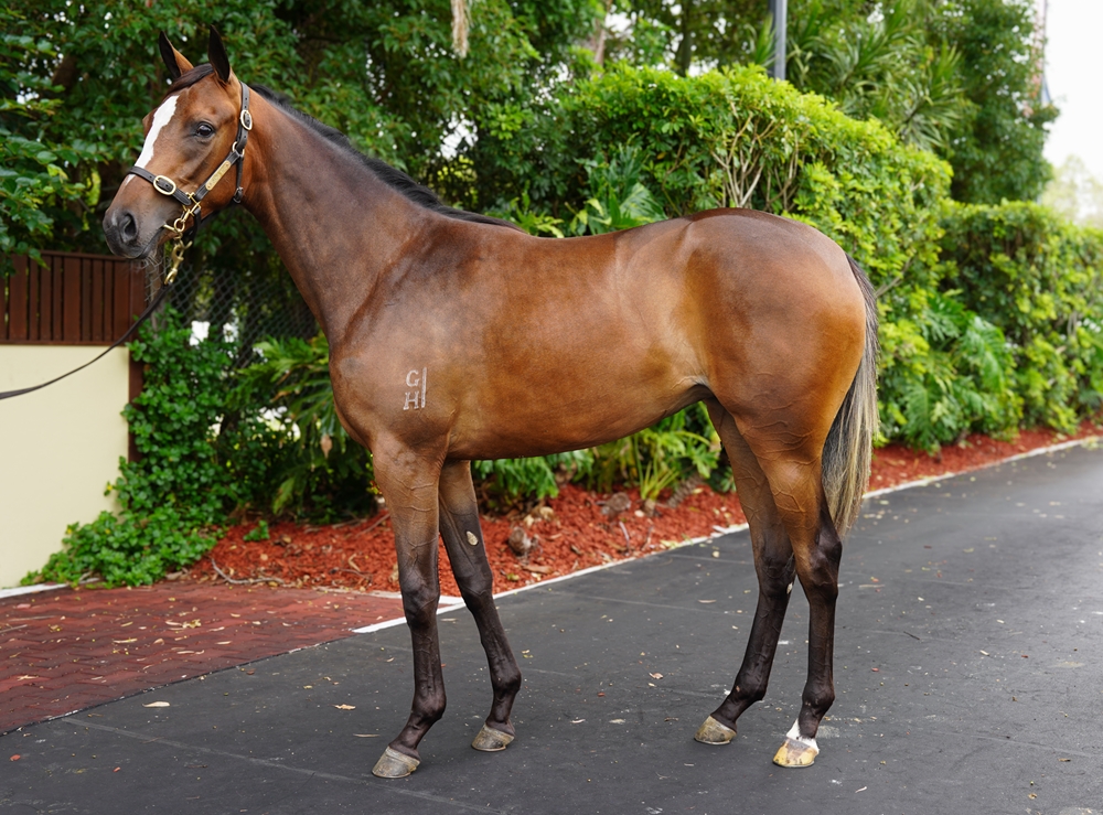 Dundeel (NZ) / No Evidence Needed (AUS) 2024 Filly - Image 1
