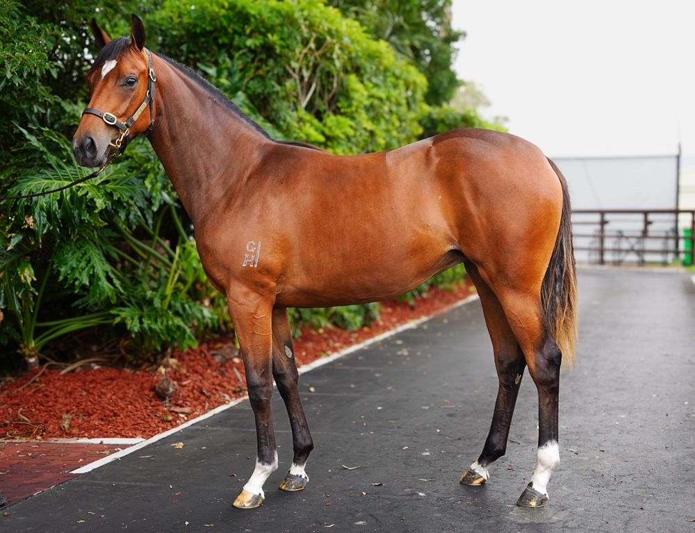 Home Affairs (AUS) / Les Amoureux (AUS) 2024 Filly - Image 1
