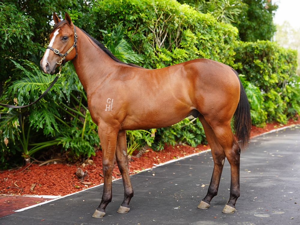 Ole Kirk (AUS) / Casa Tranquila (NZ) 2024 Colt - Image 1