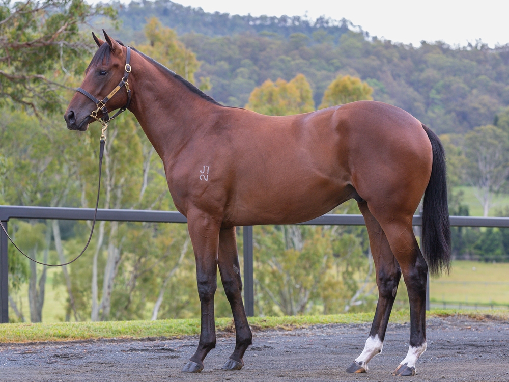 Russian Camelot (IRE) / The Black Tide (AUS) 2024 Colt - Image 1